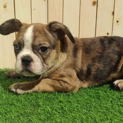 Merle Tan Frenchies Puppies