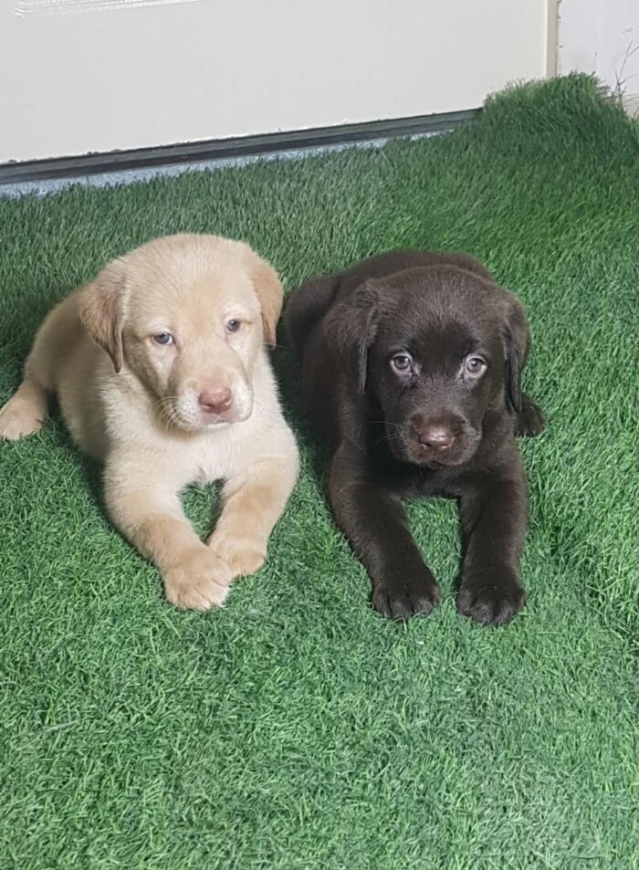 ⁦Labrador Retriever Puppies - chocolate⁩ - الصورة ⁦5⁩
