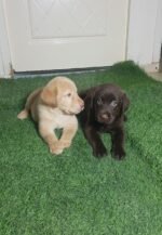Labrador Retriever Puppies - chocolate - الصورة 4