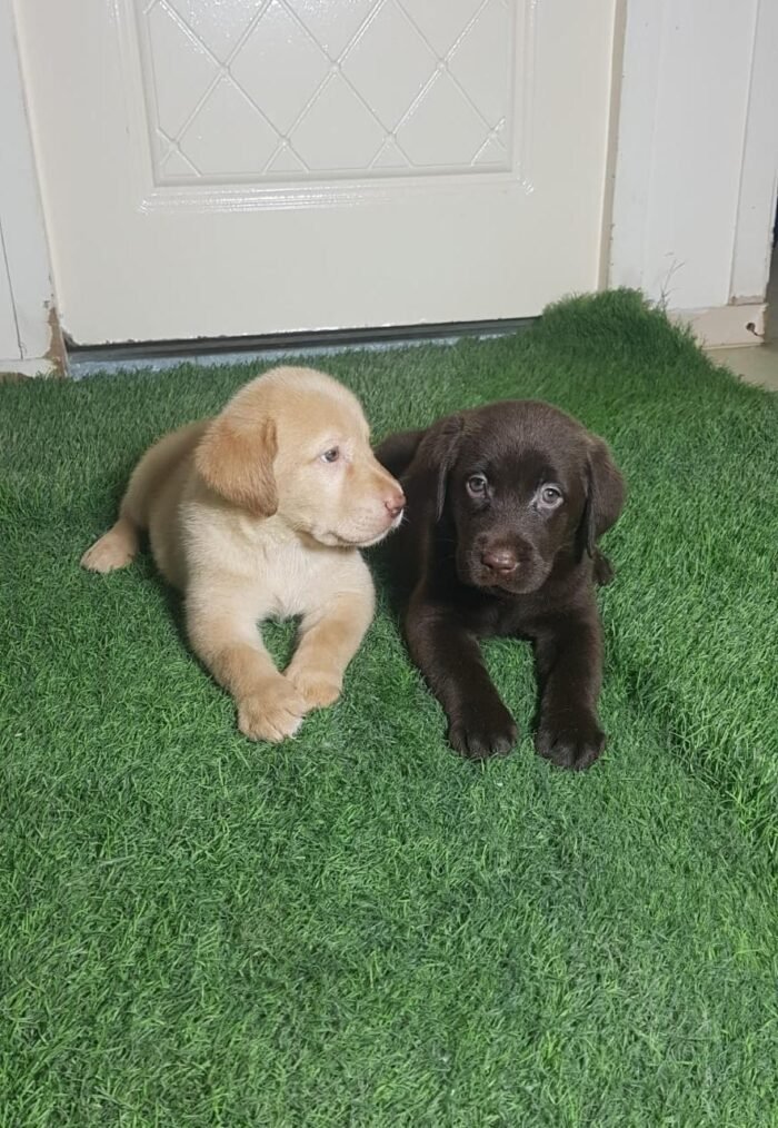 ⁦Labrador Retriever Puppies - chocolate⁩ - الصورة ⁦4⁩