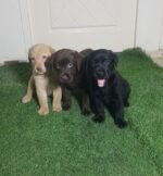 Labrador Retriever Puppies - chocolate