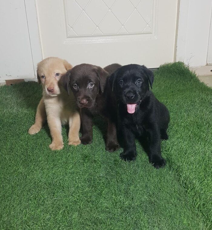 ⁦Labrador Retriever Puppies - chocolate⁩ - الصورة ⁦1⁩