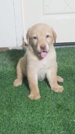 Labrador Retriever Puppies - chocolate - الصورة 2