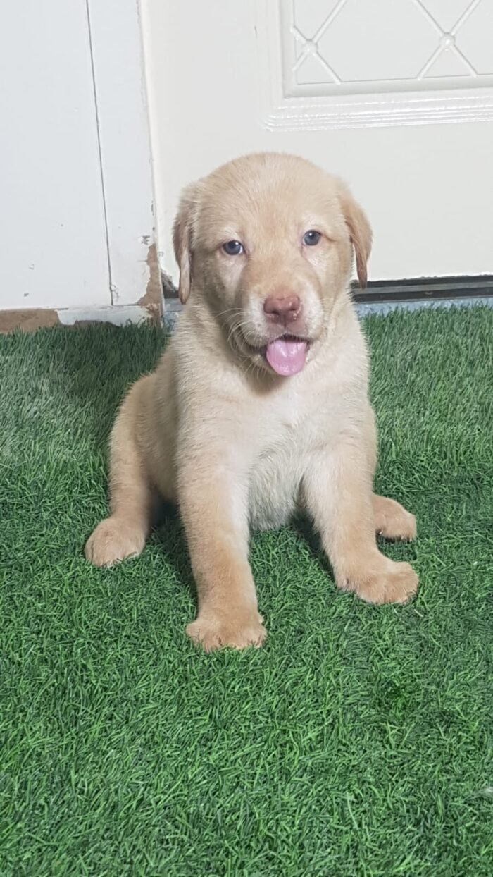 ⁦Labrador Retriever Puppies - chocolate⁩ - الصورة ⁦2⁩