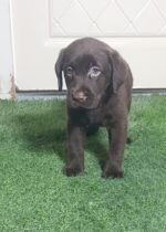 Labrador Retriever Puppies - chocolate - الصورة 3