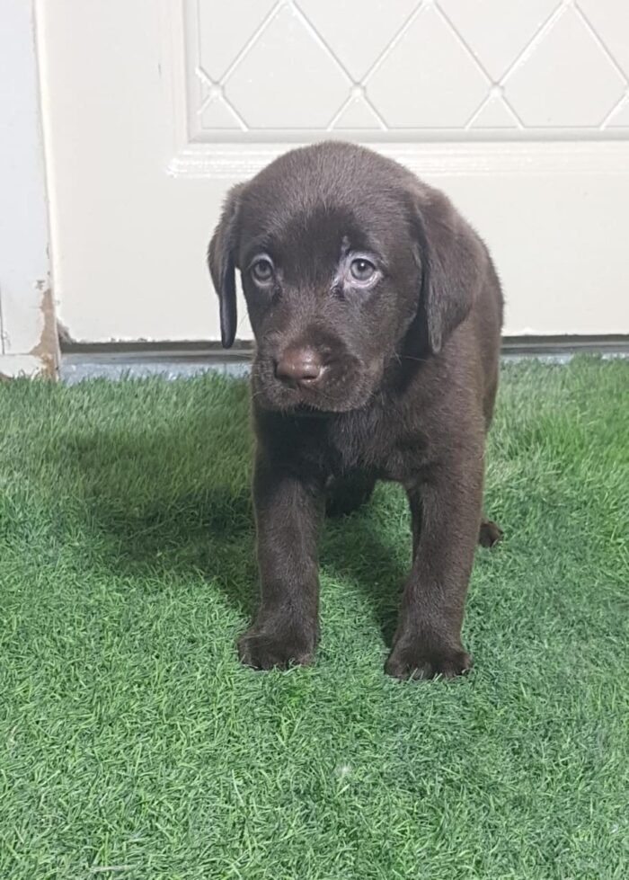 ⁦Labrador Retriever Puppies - chocolate⁩ - الصورة ⁦3⁩