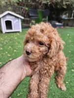 ⁦Toy Poodle Puppies⁩ - الصورة ⁦4⁩
