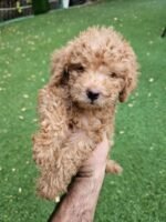 ⁦Toy Poodle Puppies⁩ - الصورة ⁦3⁩