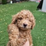 Toy Poodle Puppies