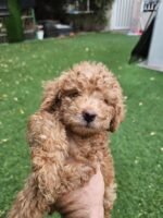 Toy Poodle Puppies