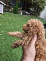 ⁦Toy Poodle Puppies⁩ - الصورة ⁦2⁩