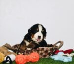 ⁦Bernese Mountain Puppies⁩ - الصورة ⁦6⁩