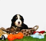 ⁦Bernese Mountain Puppies⁩ - الصورة ⁦5⁩