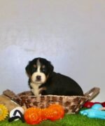 ⁦Bernese Mountain Puppies⁩ - الصورة ⁦4⁩