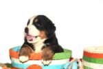 ⁦Bernese Mountain Puppies⁩ - الصورة ⁦3⁩