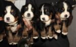 ⁦Bernese Mountain Puppies⁩ - الصورة ⁦7⁩