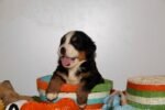 ⁦Bernese Mountain Puppies⁩ - الصورة ⁦2⁩