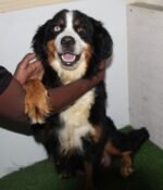 ⁦Bernese Mountain Puppies⁩ - الصورة ⁦9⁩