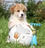 ⁦Corgi Puppies⁩ - الصورة ⁦5⁩