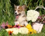 ⁦Corgi Puppies⁩ - الصورة ⁦4⁩