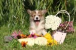 ⁦Corgi Puppies⁩ - الصورة ⁦3⁩