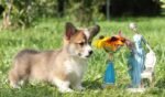 Corgi Puppies