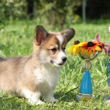 Corgi Puppies
