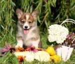 ⁦Corgi Puppies⁩ - الصورة ⁦2⁩