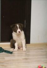 Border Collie Puppies - الصورة 2