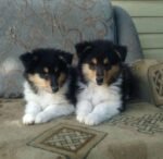 Border Collie Puppies - الصورة 3