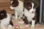 Border Collie Puppies - الصورة 4