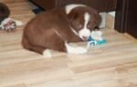 Border Collie Puppies - الصورة 5