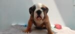 English Bulldog - Russia Imported - الصورة 2