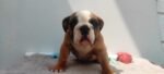 English Bulldog - Russia Imported - الصورة 3