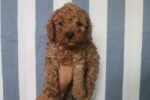 Red Toy Poodle Puppies - الصورة 2