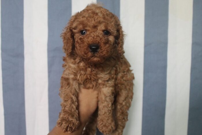 ⁦Red Toy Poodle Puppies⁩ - الصورة ⁦2⁩