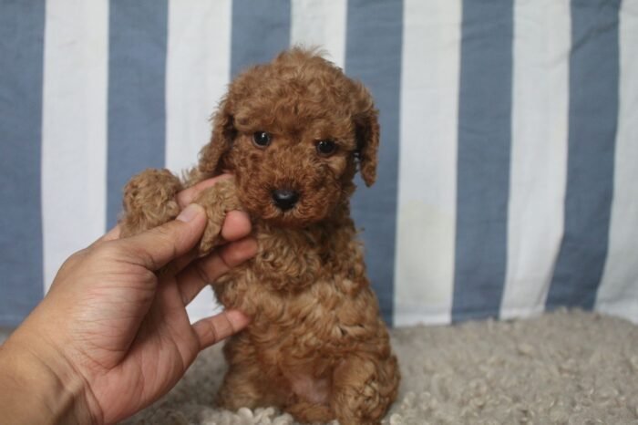 ⁦Red Toy Poodle Puppies⁩ - الصورة ⁦3⁩