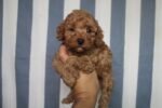 Red Toy Poodle Puppies