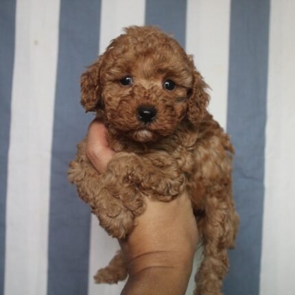 Red Toy Poodle Puppies