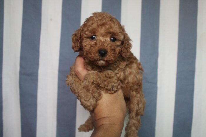 ⁦Red Toy Poodle Puppies⁩ - الصورة ⁦1⁩