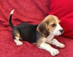 Beagles Puppies - الصورة 2