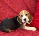 Beagles Puppies - الصورة 3