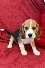 Beagles Puppies - الصورة 4