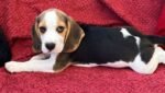 Beagles Puppies - الصورة 5