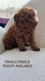 ⁦Red Toy Poodle Puppies⁩ - الصورة ⁦2⁩
