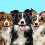 Border Collie Puppies