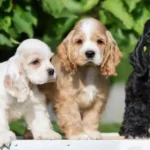 Cocker Spaniel Puppies