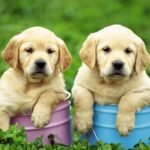 Light Creamy Color Labrador Puppies