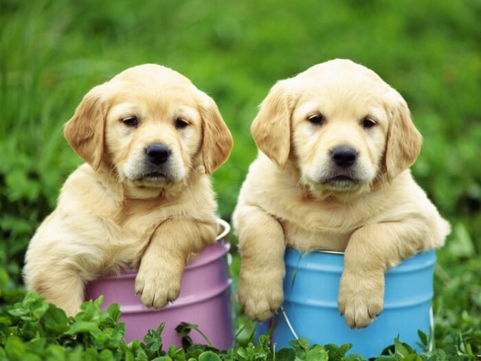 ⁦Light Creamy Color Labrador Puppies⁩ - الصورة ⁦1⁩