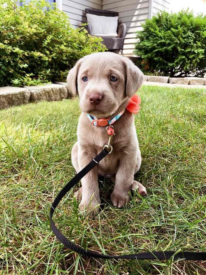 ⁦Light Creamy Color Labrador Puppies⁩ - الصورة ⁦3⁩